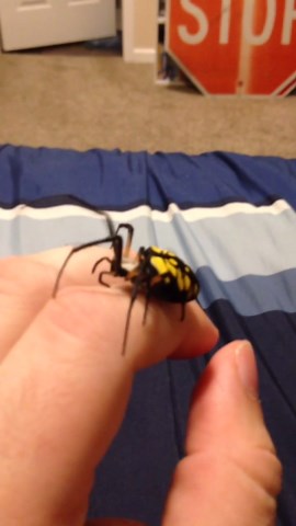 Multi-colored spider crawls on owner's arm