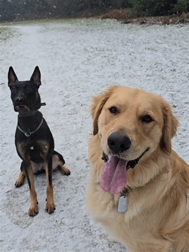 How Axl the Golden Retriever Helps Ripley with Dog Interactions
