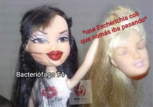 ADNtrate on Instagram: "El bacteriófago T4 es un virus fascinante que infecta a la bacteria Escherichia coli. Tiene una forma que recuerda a una nave espacial: una cabeza que guarda su DNA y una cola que funciona como una jeringa molecular. Cuando encuentra a su bacteria hospedera, se adhiere a su superficie e inyecta su material genético, tomando el control de la célula para producir copias de sí mismo. En pocos minutos, la bacteria estalla liberando cientos de nuevos virus. Gracias a este pequ