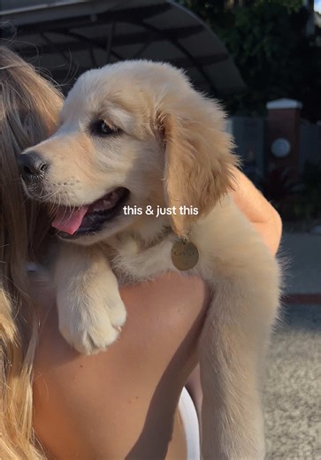 Getting a Golden Retriever Puppy: My Adorable Journey