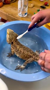 Jango is not one to turn down a bath. 🛁🐉#beardeddragon #niantickids #nianticct #nianticmainstreet | Niantic Children's Museum