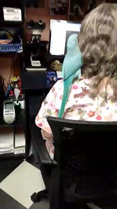Florida Parrot Rescue on Reels