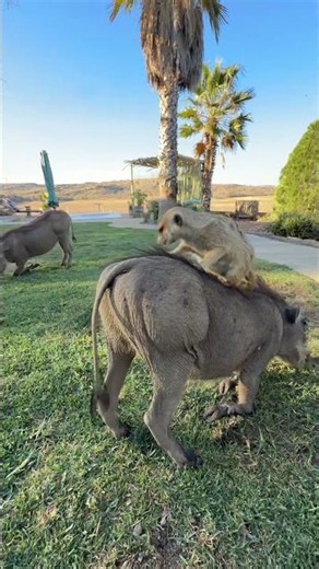 The real life Timon and Pumbaa 🥰 #animals #animalshorts #wildlife #africa #lionking