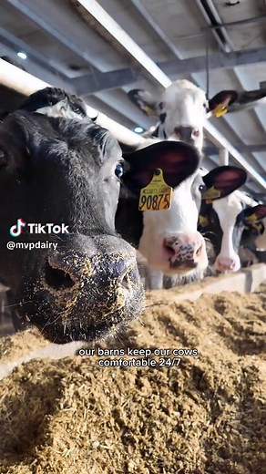 Year-Round Comfort for Dairy Cows in Freestall Barns