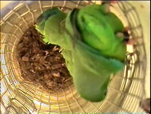 Parrot communication in the wild