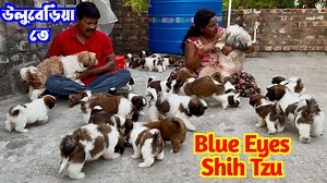 2.6M views · 40K reactions | Blue Eyes Shih Tzu Dog and Puppies  | Sandha dip | Facebook