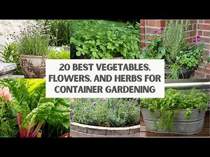 20 BEST Vegetables, Flowers, and Herbs for CONTAINER GARDENING