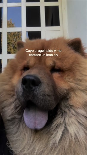 Chow Chow: Perros de Lengua Morada y Rosada