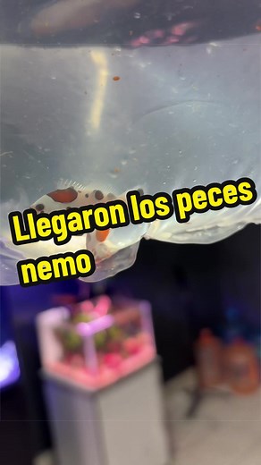 Llegaron los peces nemo o peces payaso 🥰🪸🐠 #peces #reef #reeftank #nemo #dory