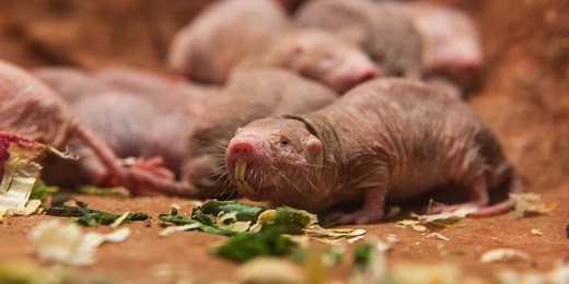 How Do Naked Mole-Rats Choose a Queen?