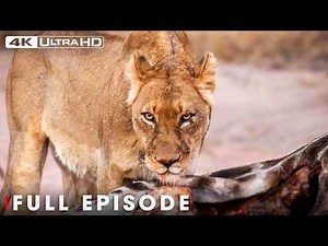 Beauty and Brutality: The Unforgiving Laws of the African Wild | Nature Animal Documentary