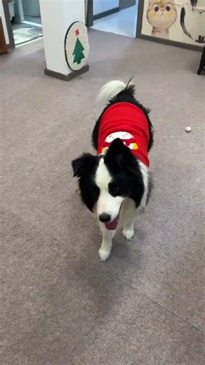 Blast into 2023! New Year's Fireworks & Firecracker Reactions Unveiled