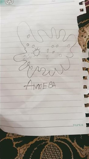 AMOEBA and cactus drawing