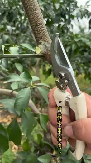Ultimate Guide to Pruning Fruit Trees