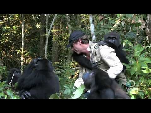 Extraordinary Gorilla Encounter Explained