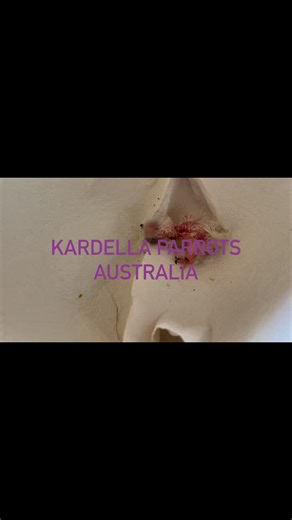 Excuse the washing machine noise in the background. This little illiger Macaw is doing extremely well, 48 hours in and up 3 grams on its birth weight. 臘‍♂️ | Kardella Parrots Australia | Facebook