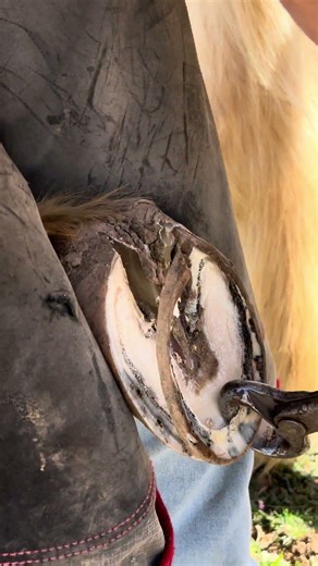 Horse hoof trim #asmr #oddlysatisfying #satisfyingasmr #horse