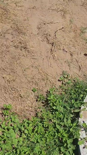 Acompáñennos a sacar una yarará (Bothrops pubescens) que cayó a una cámara en una planta de OSE | Alternatus Uruguay