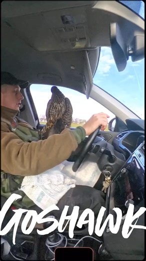 Goshawk Hunting