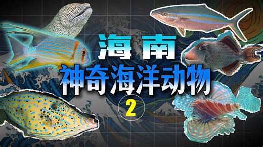 我在三亚亚特兰蒂斯水族馆寻找小众海洋生物