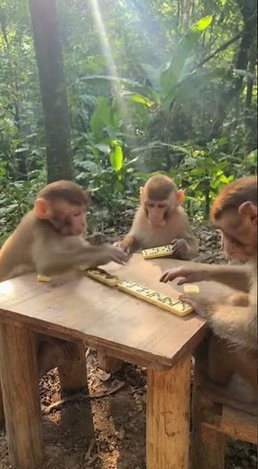 This Monkey’s Got Boxing Skills You Won’t Believe! 😱