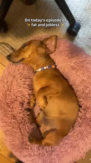 1.1K views · 108 reactions |  Meet Bruce  a clever Dachshund who...