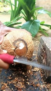 Asmr remove coconut from the Shell #coconut #satisfying | Handika Amiranto