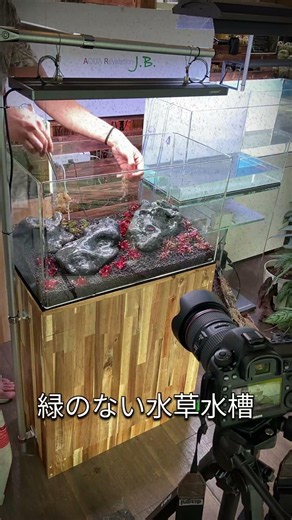 赤い水草だけで水草水槽作ってみた。 #アクアリウム #水草水槽