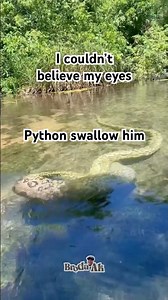 Python and human