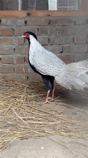 Silver pheasants observing their new home