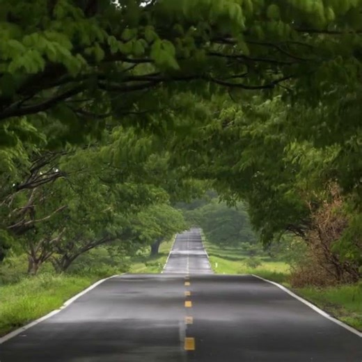 “This Road in Mexico Looks Like a Natural Tree Tunnel 🌳🚗”