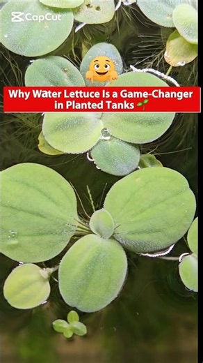 Why Water Lettuce Is a Game-Changer in Planted Tanks 🌱 #WaterLetruce #AquariumPlant #Floating Plant