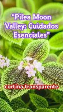 “How to care for the Pilea Moon Valley and make it grow happy”