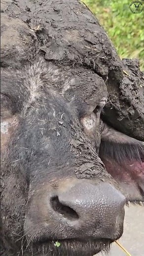 Mud Covered Buffalo Face Kruger National Park Close Up