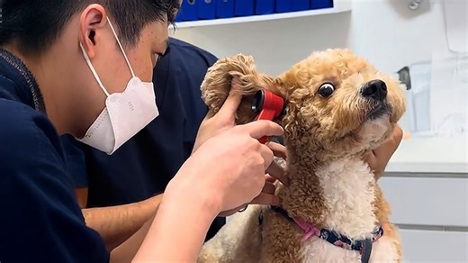 Dogs catch vets doing something suspicious in funny clips