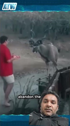 Heartwarming scenes: When wild animals ask for help from humans