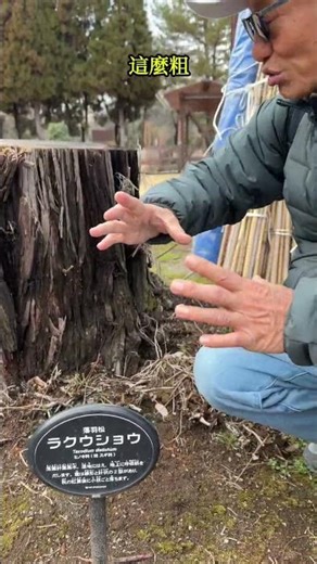 How thick can the trunk of a bald cypress tree grow?