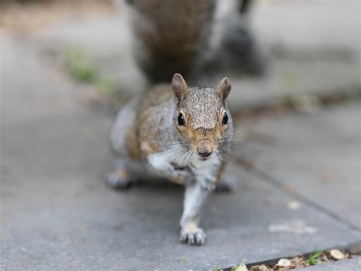 Violent CA Squirrel Sends 2 To The ER Amid Series Of Attacks: 'I Was Full Of Blood'