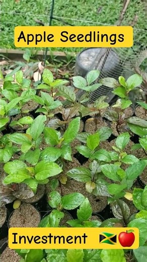 Home-Grown :100 Apple Seedling Rootstocks in the Tropics 🍎🇯🇲 . #applefarming #appletrees #jamaica