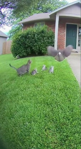 Hawk Grabbed Her Kitten… She Fought Back 😭