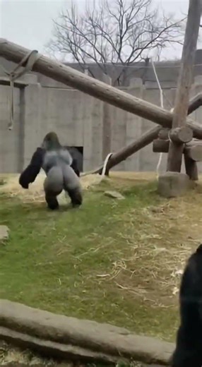 Two Massive Gorillas Started Fighting at the Zoo 😳#animals #wildlife #