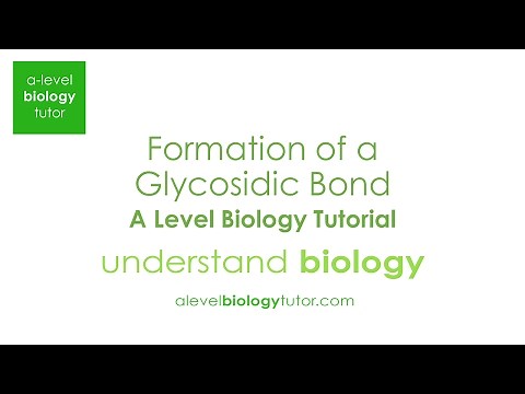 Formation of a Glycosidic bond. Alpha glucose. A-level Biology OCR A, Eduqas, Edexcel, AQA