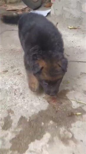 longcoat germanshepheard puppy #germanshepheard #shortvideo