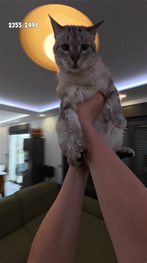 cat becomes a helicopter🚁 on day 73 for 2355 squishscribers ! #shorts #cutecat #funnycat