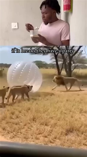 Understanding Animal Behavior When They Feel Sad