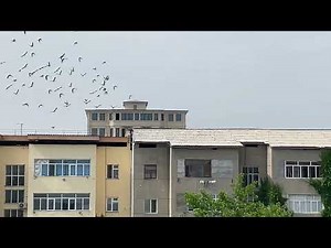 Birds in Harmony Flock Flight in 4K HDR Nature Sounds