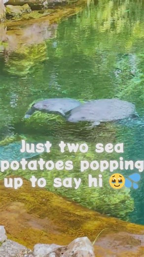 Manatee babies being the sweetest #shorts #wildlife #gentle