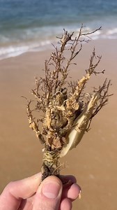 Look at this beautiful shark egg! 🦈🥹😍 Nature is just amazing! Their egg cases are sometimes referred to as mermaid's purses, and occasionally as Devil's purses. The egg is a capsule that contains a developing animal and a yolk sac which the young gets its nutrition from. A capsule usually houses one embryo, but in some species there are multiple embryos per egg case.The shark eggs have spiral ridges on their outer layer which helps them grip better to rock crevices. The mother shark screws th
