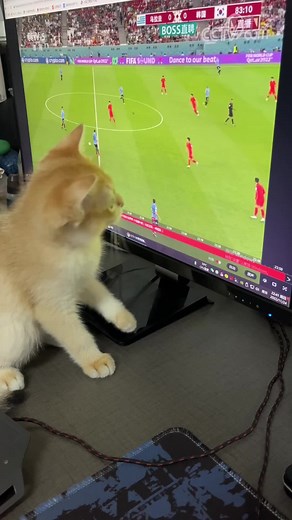 Playful Kitten Watches Soccer Match on Computer Screen