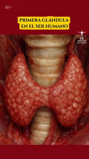 Origen de la Tiroides: De la Lengua a su Ubicación en el Cuello